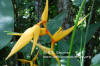 Heliconia latispatha x collinsiana 'German's Luck'